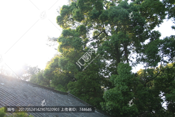 陽光