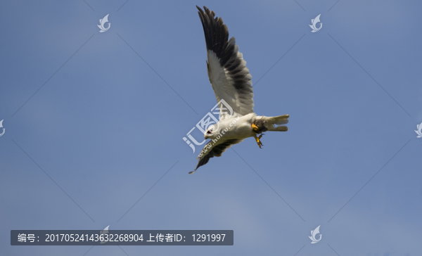 黑翅鳶
