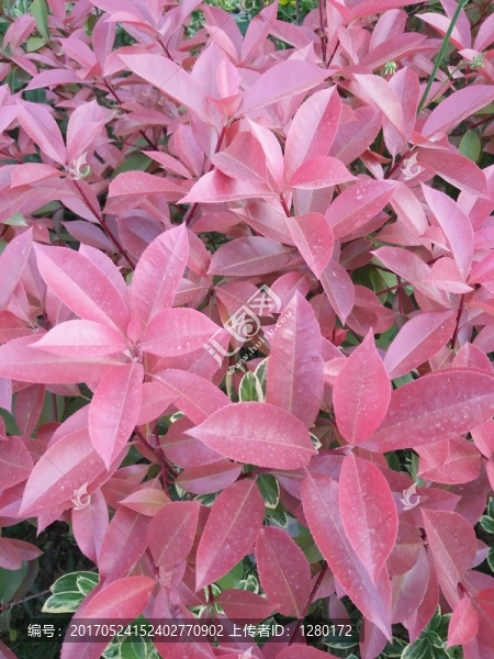紅葉石楠