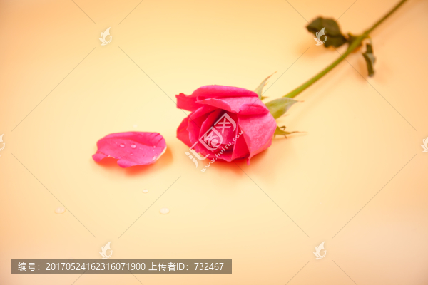 花卉背景底紋