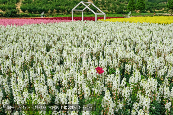花卉景觀