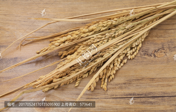 稻谷,稻穗