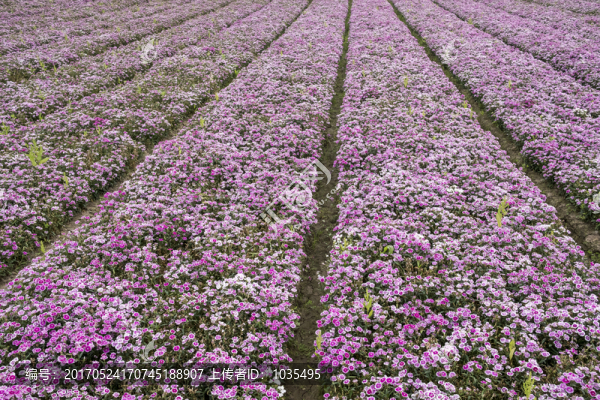 花卉景觀