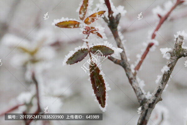 雪景