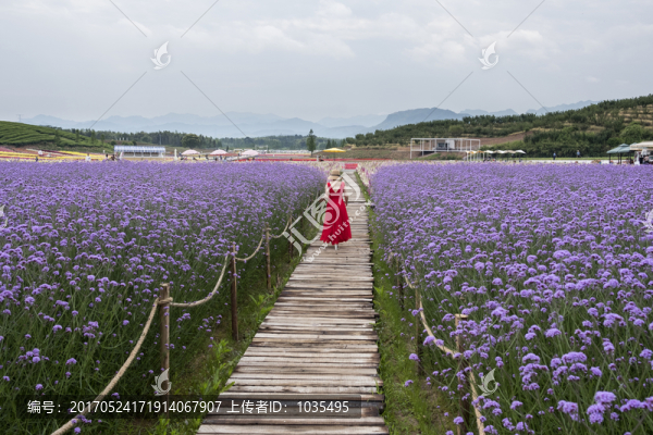 花田