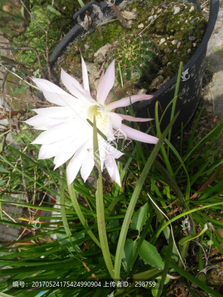 仙人球,花