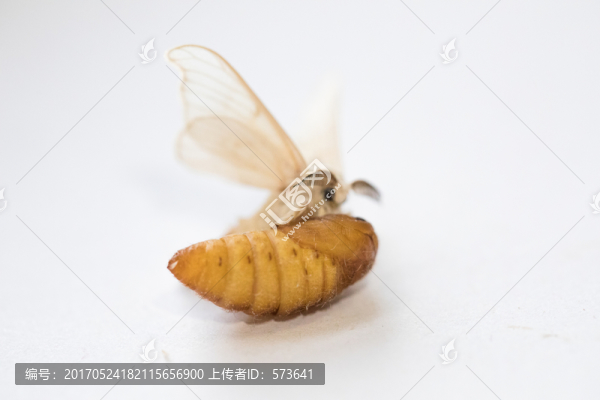蠶蛾,蠶繭,蠶蛹
