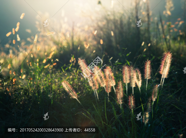 狗尾巴草