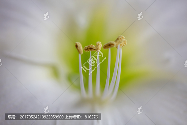 微距花蕊