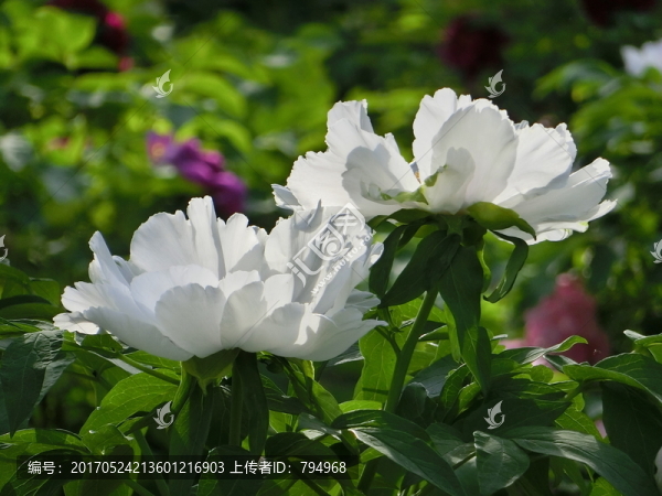 牡丹花