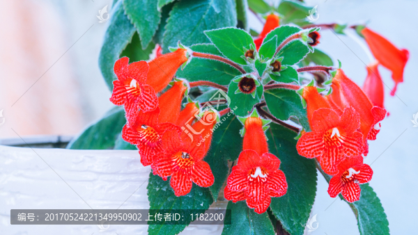 口紅花
