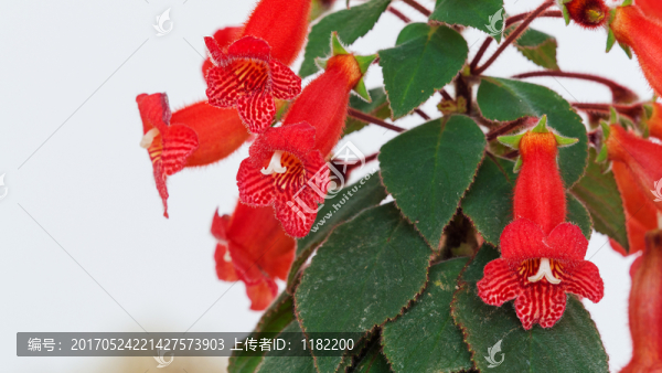 口紅花