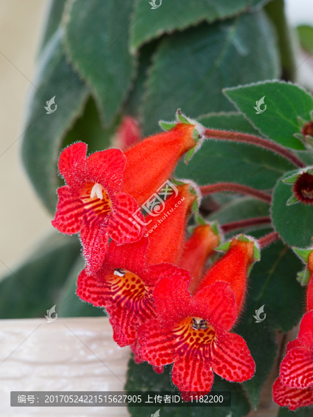 口紅花