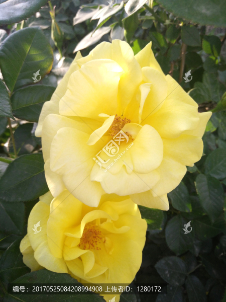 黃花,月季,黃月季花