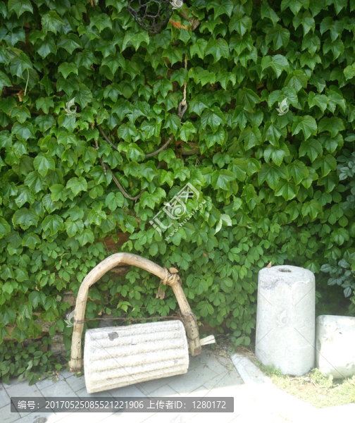 爬山虎,綠墻,植物墻