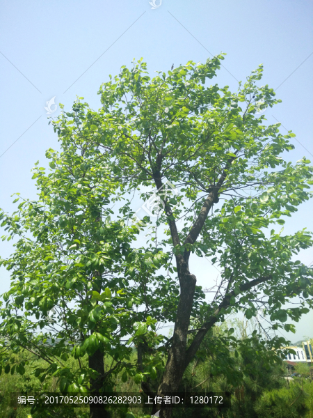 柿子樹(shù)