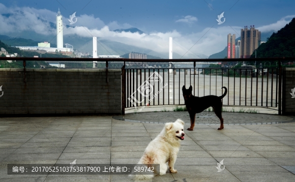 狗
