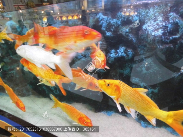 金魚(yú)