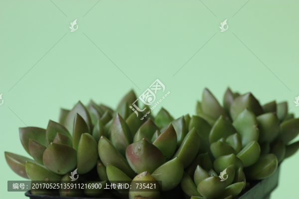 多肉植物
