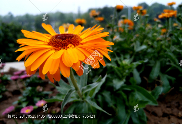 花