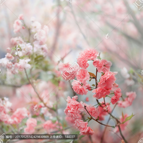 普賢櫻花