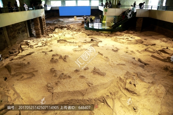 恐龍,化石,遺跡,細節(jié),古生物