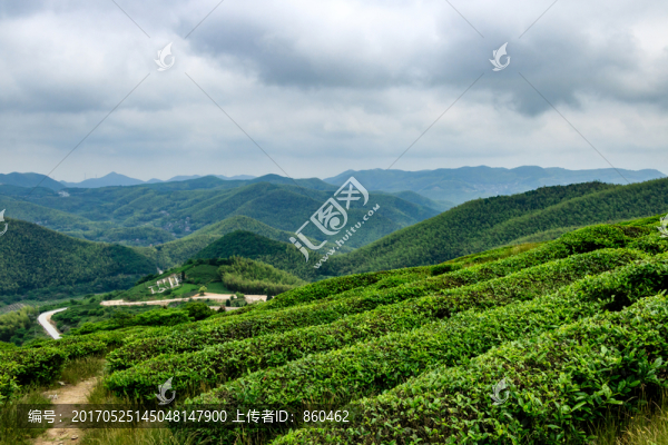 茶場茶園茶山