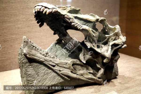 頭骨,恐龍,化石,細(xì)節(jié),古生物