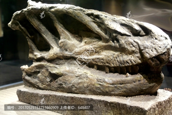 恐龍,化石,頭骨,細節(jié),古生物
