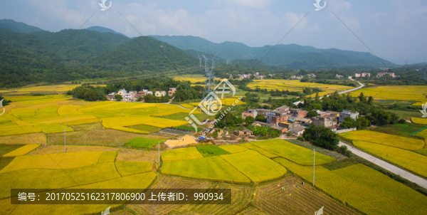 鄉(xiāng)村,村莊,秋色,稻田