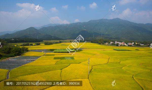 稻谷,秋色,田野,田園風(fēng)光