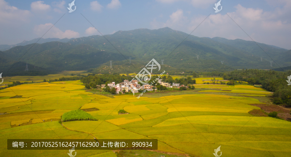 稻谷,秋色,田野,田園風(fēng)光