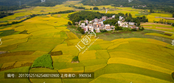 稻谷,秋色,田野,田園風(fēng)光