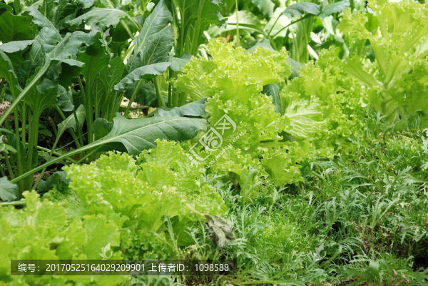 綠色青菜