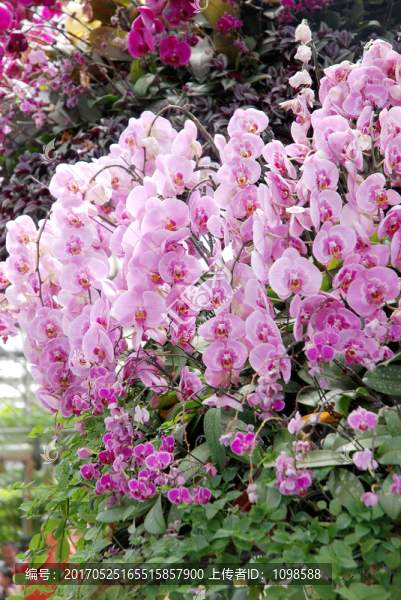 蘭花