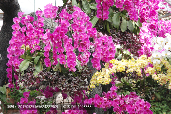 蘭花