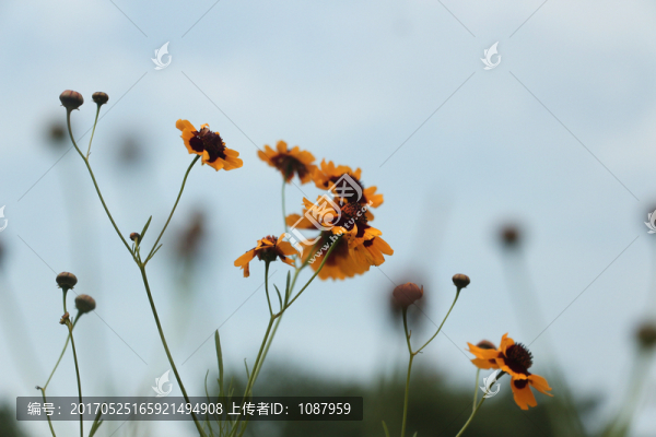 太陽(yáng)菊