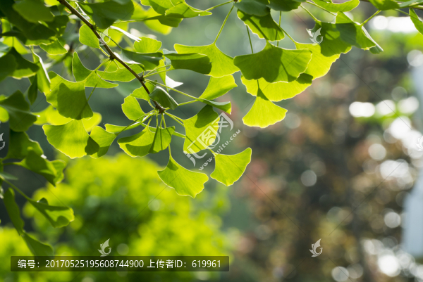 銀杏綠色樹(shù)葉