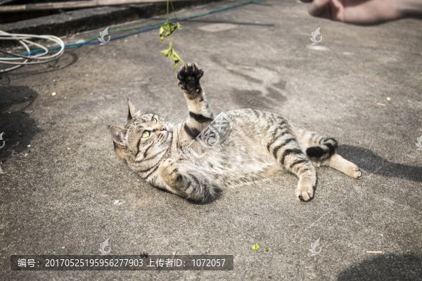 逗貓