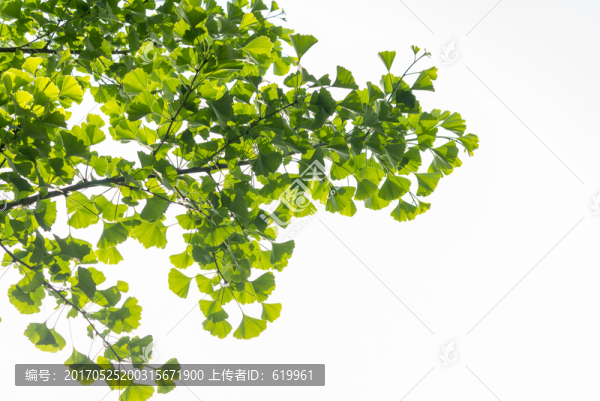 銀杏綠葉