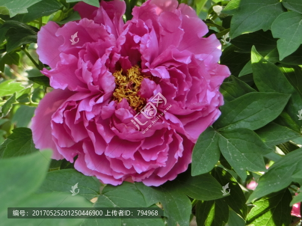 牡丹花