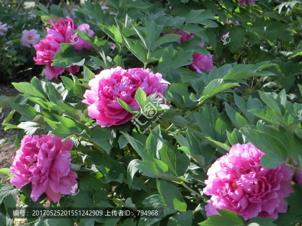 牡丹花