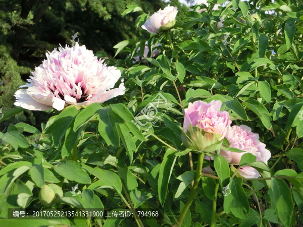 牡丹花
