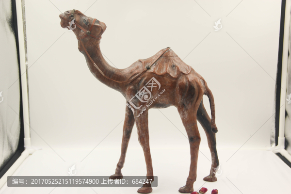 單峰皮質(zhì)駱駝
