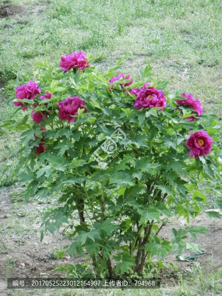 牡丹花