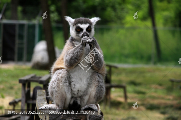 環(huán)尾狐猴