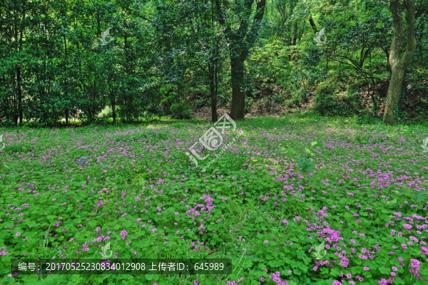 野花