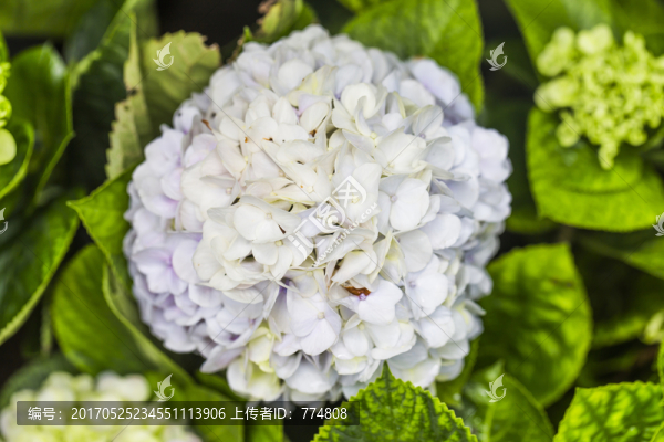 繡球花