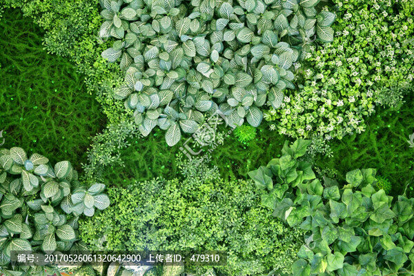 綠色植物墻,綠植,植物墻,花卉
