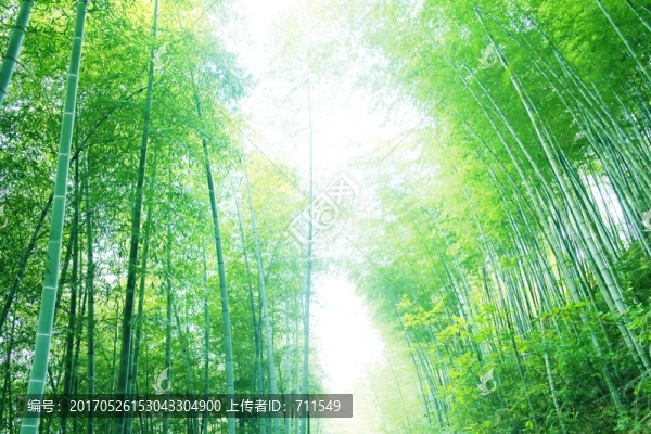 竹林,翠竹